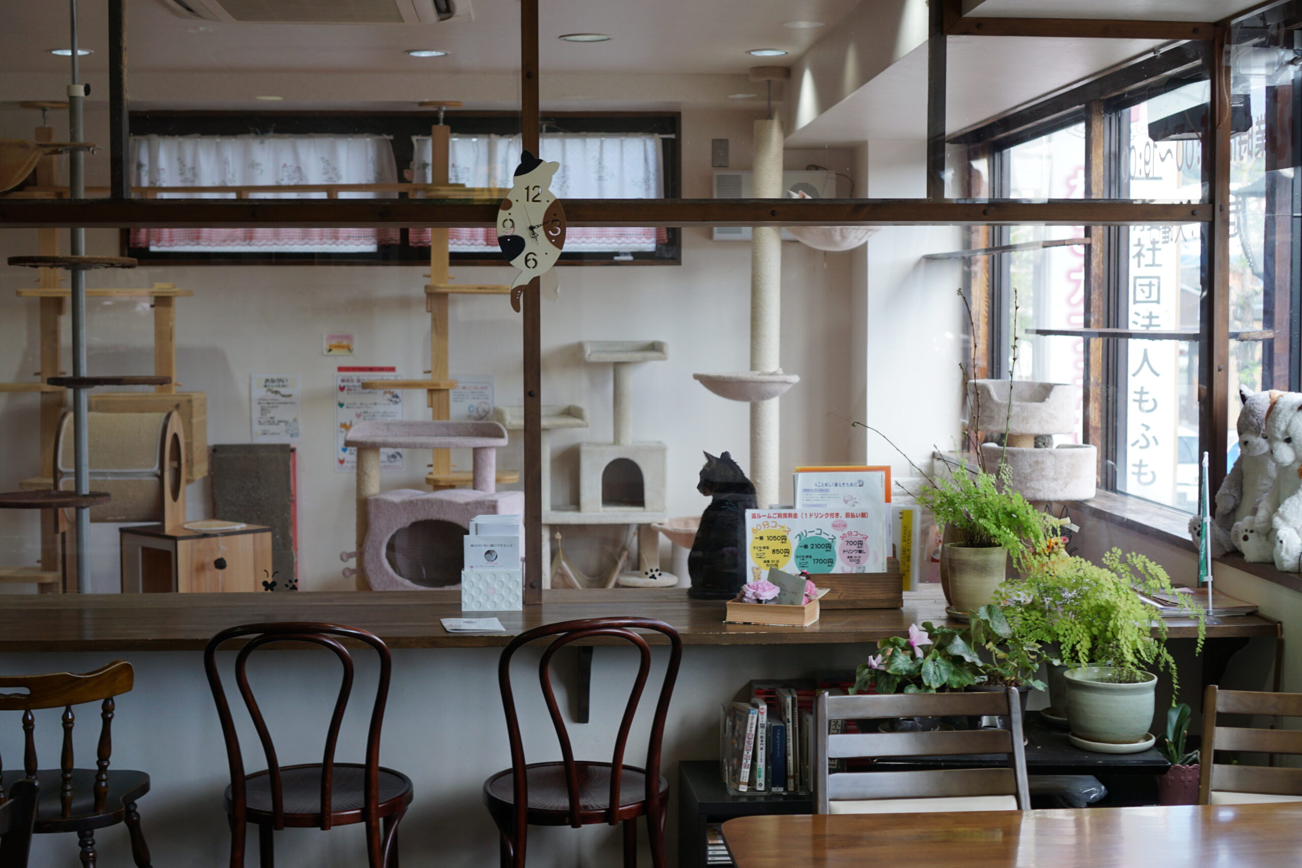 cafe6